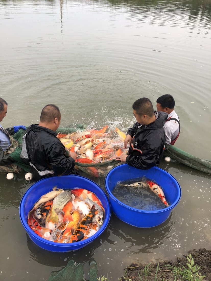 晉中水族館現(xiàn)場(chǎng)打魚照片拍攝好魚多多