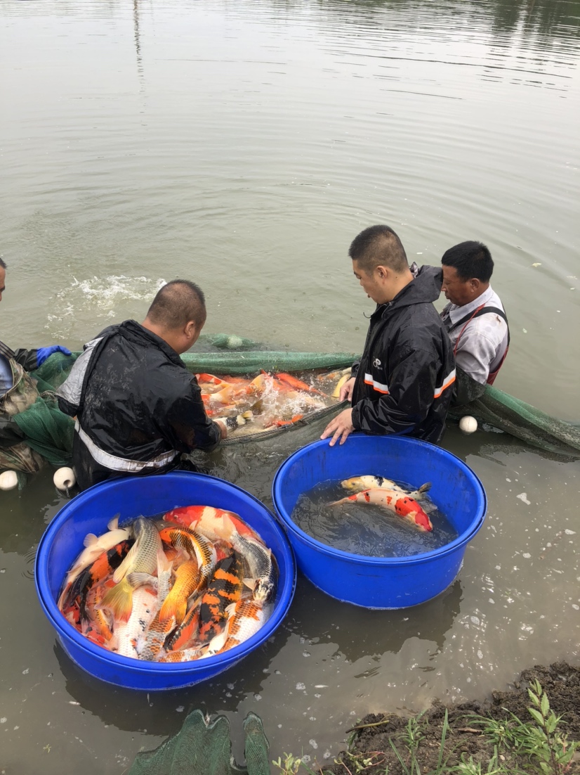 晉中水族館現(xiàn)場(chǎng)打魚照片拍攝好魚多多