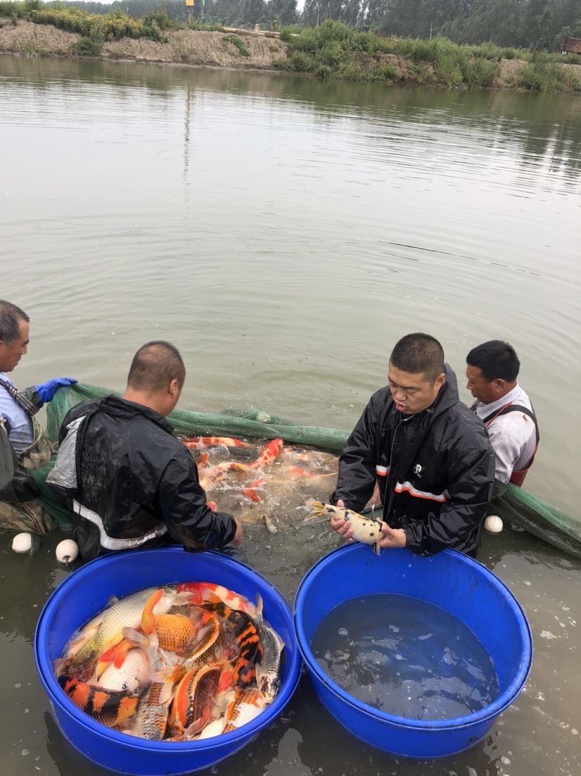 晉中水族館現(xiàn)場打魚照片拍攝好魚多多 祥龍龍魚專用水族燈 第5張