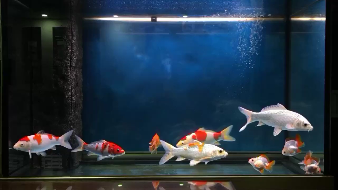 來賓水族館渣渣一缸魚