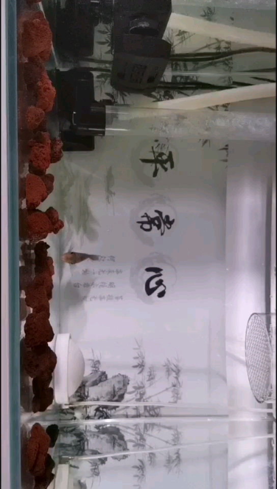 還是小鴻運遺孀和古典苗