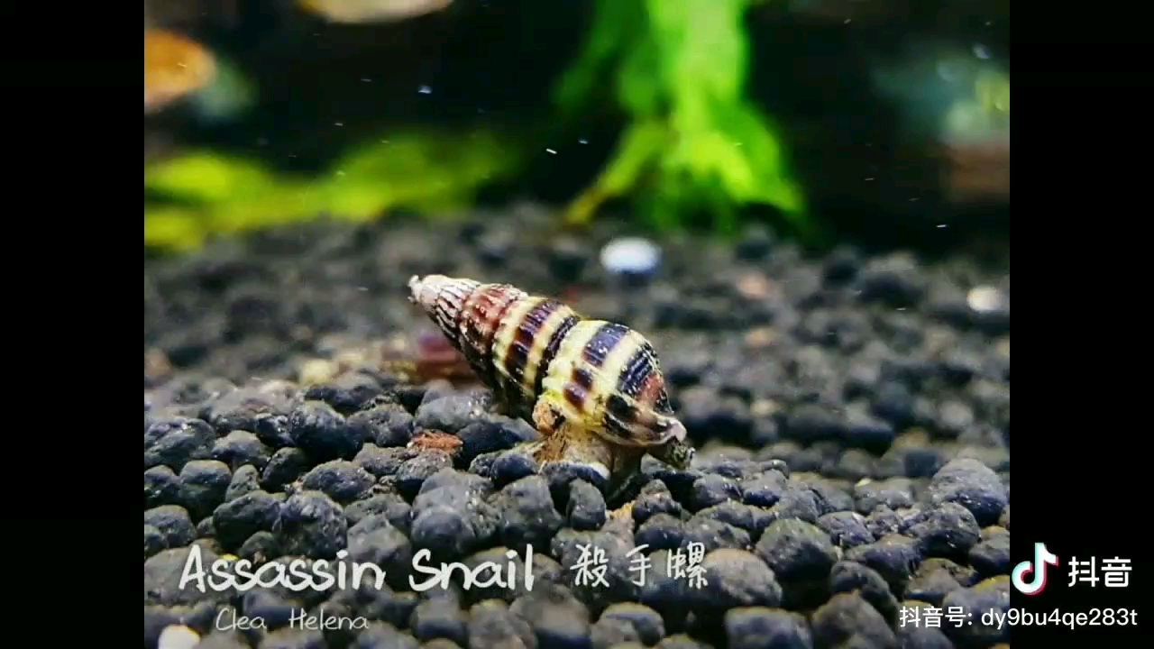 一分鐘認(rèn)識(shí)觀賞蝦 白條過背金龍魚