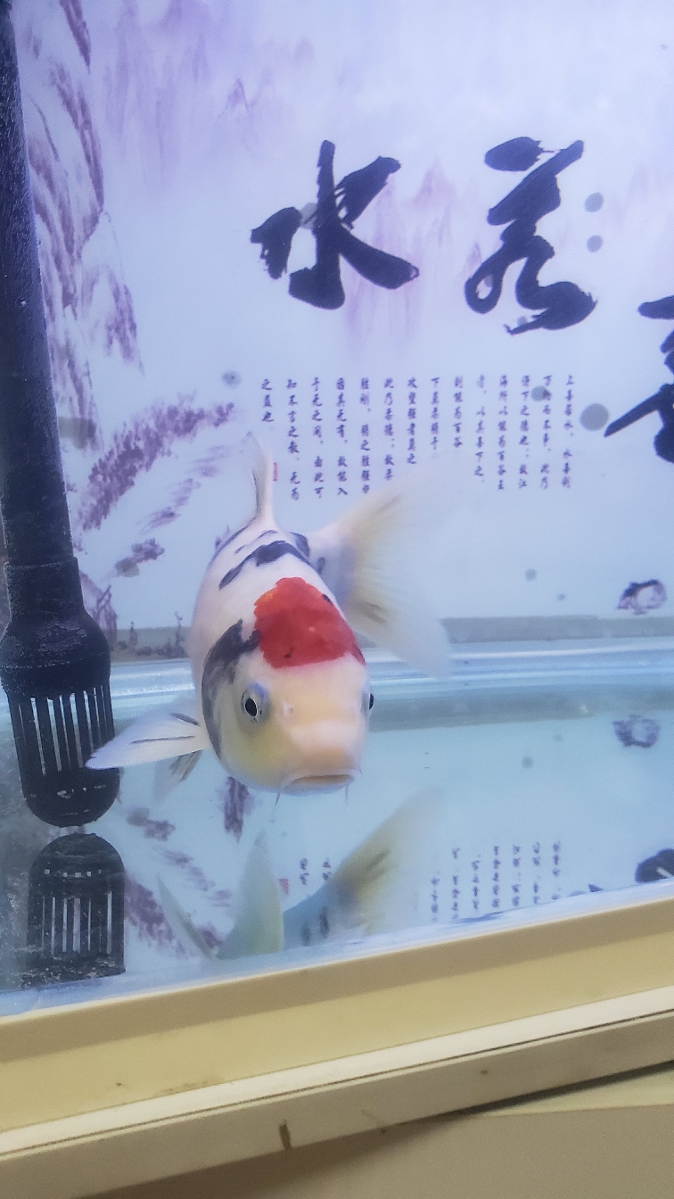 天水觀賞魚市場新魚到家隔離觀察