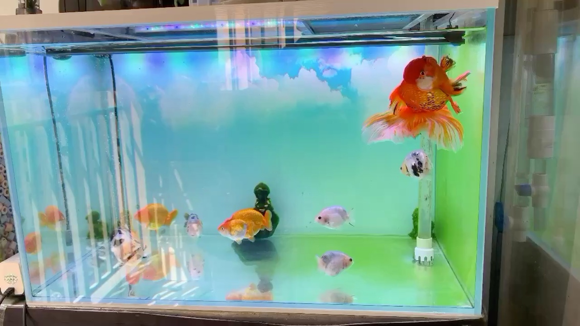 寧德水族館搬到陽臺第三天 祥龍超血紅龍魚 第1張