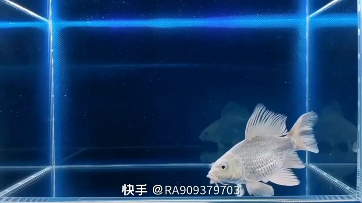 鄂州水族館蝴蝶鯉——各有所愛各取所需