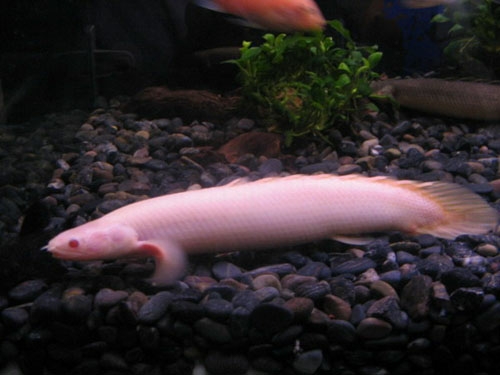 阿拉善盟水族館恐龍魚