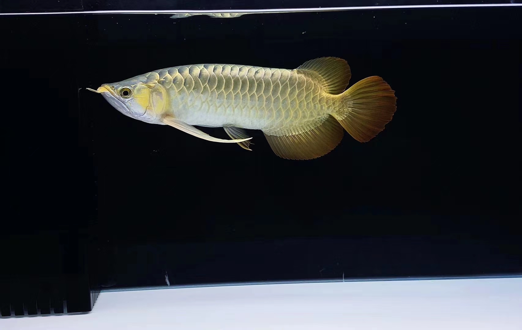 臨夏州水族館喂魚(yú)的四定法則