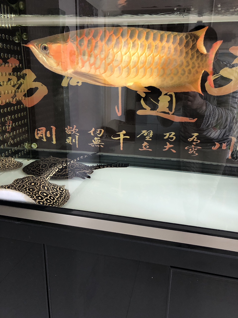 武漢水族館魚不傻 熊貓異形魚L46 第1張