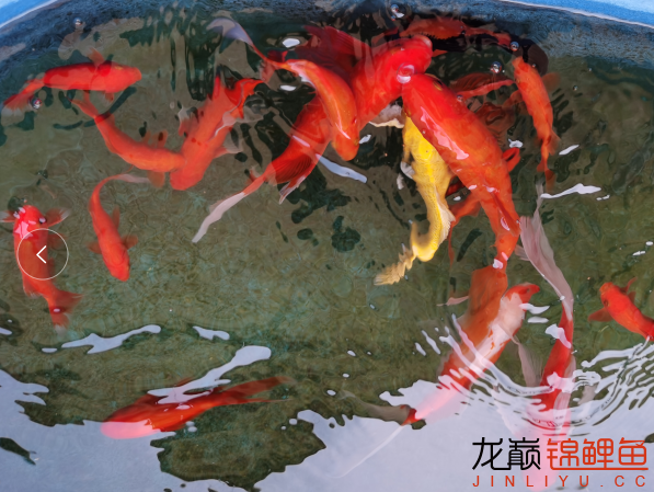 新手養(yǎng)魚記 狗仔（招財貓)魚苗 第1張