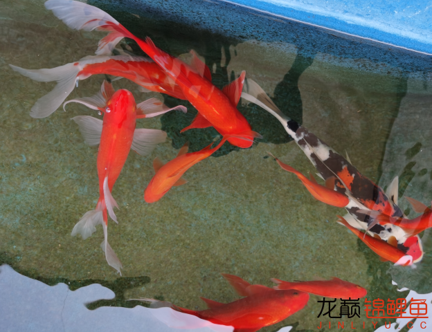 新手養(yǎng)魚記 狗仔（招財貓)魚苗 第4張