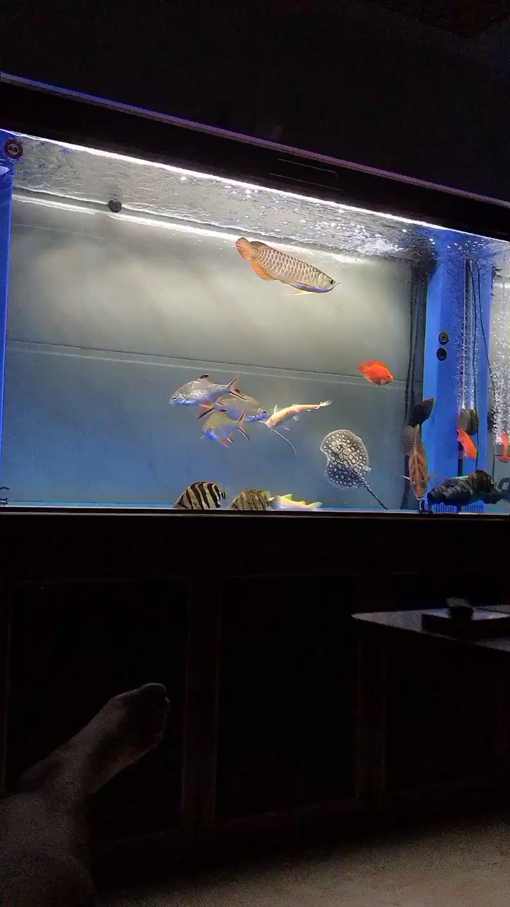 眉山水族館寧靜的夜晚 熊貓異形魚L46