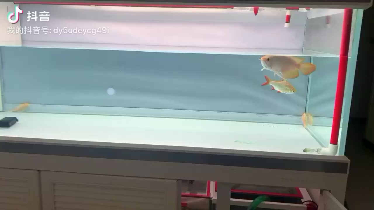 上海水族館慢慢長路 熊貓異形魚L46