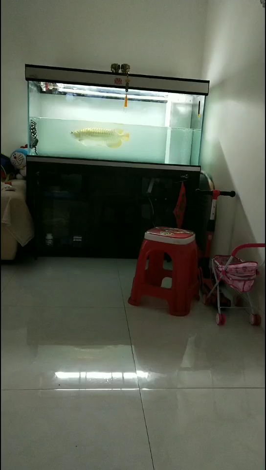 延安觀賞魚市場每個星期天必備的任務(wù)換水 觀賞魚市場（混養(yǎng)魚）