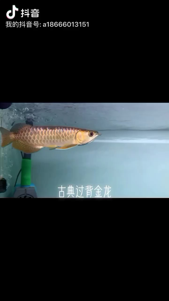 鯊魚(yú)嘴古典過(guò)背金龍