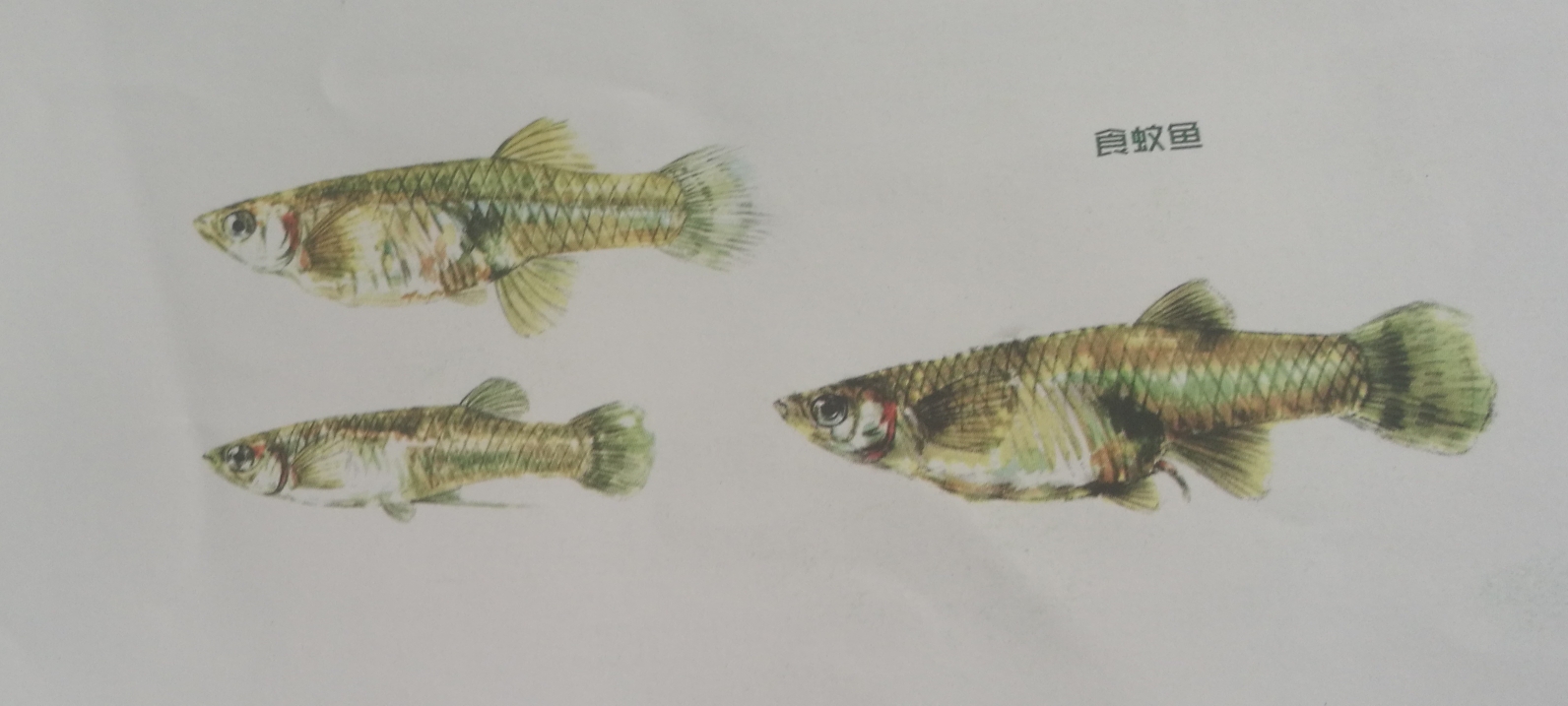 食蚊魚:是汽水魚嗎？