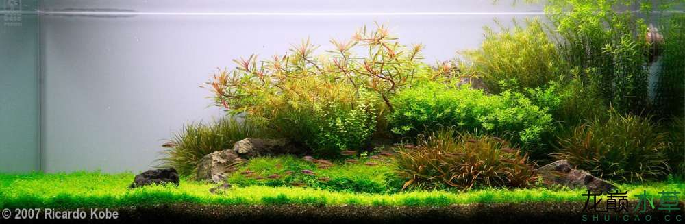 濮陽觀賞魚市場2007年AGA造景比賽部分獲獎(jiǎng)作品 觀賞魚市場（混養(yǎng)魚） 第9張