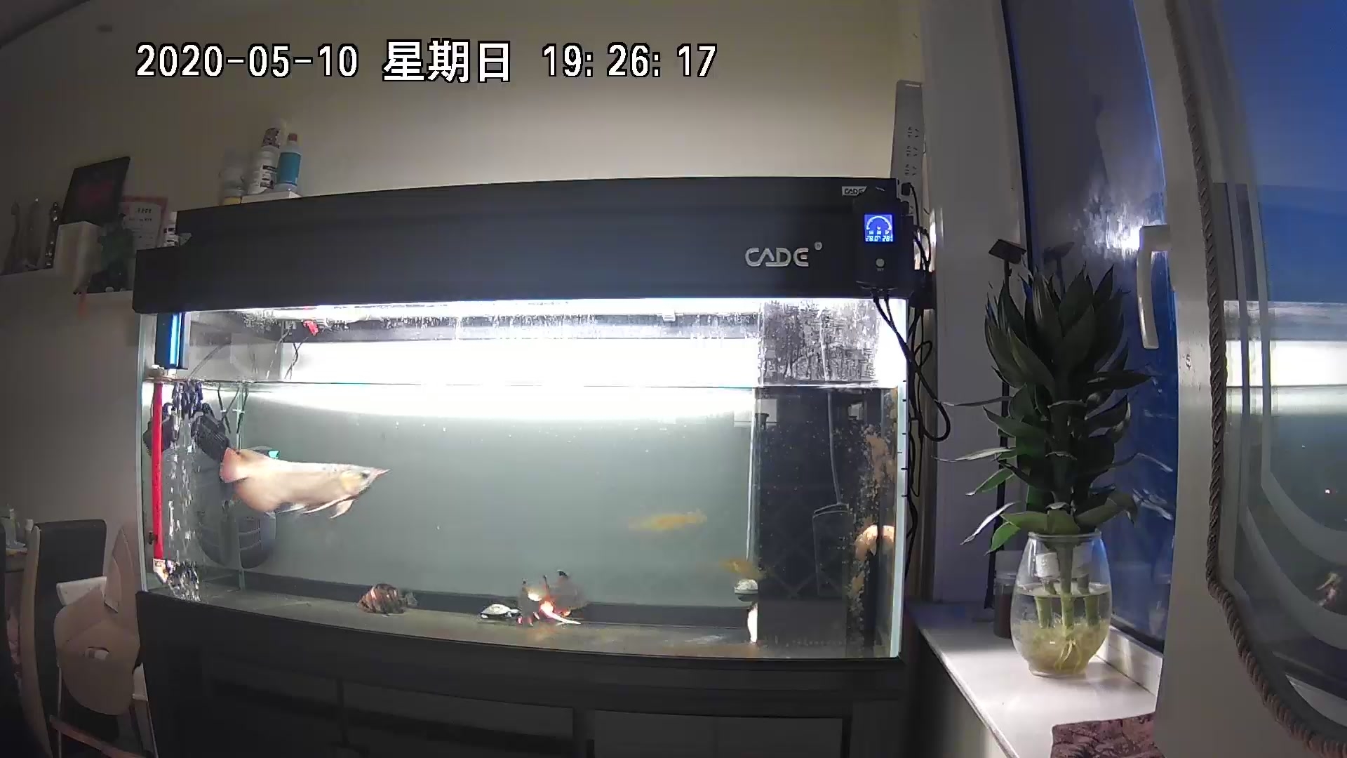 淺析龍魚拒食