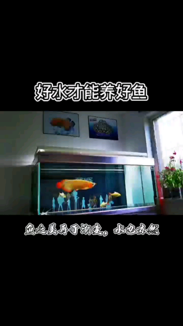 好水出好魚 赤荔鳳冠魚