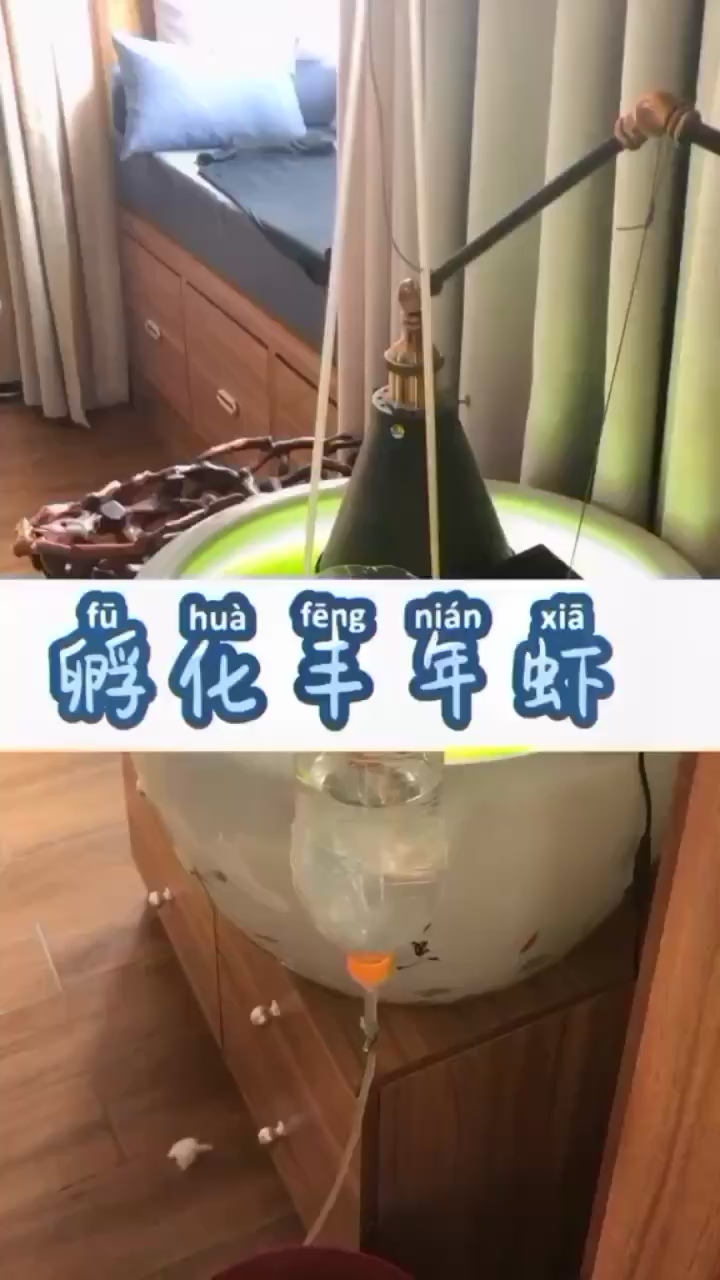 孵化豐年蝦 委內(nèi)瑞拉奧里諾三間魚苗