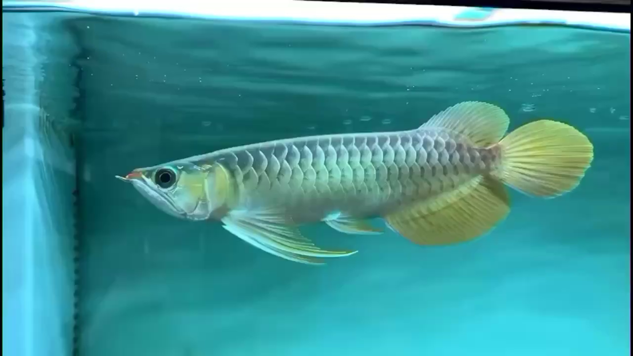 黑河水族館致七夕 白子黃化銀龍魚(yú)