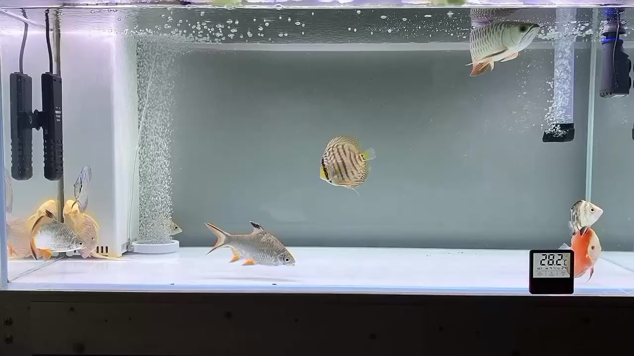 普洱水族館龍魚(yú)小白日常分享