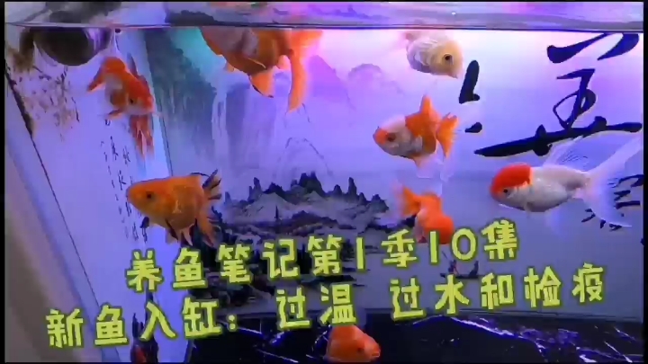 新魚入缸之過溫過水和檢疫 招財(cái)戰(zhàn)船魚