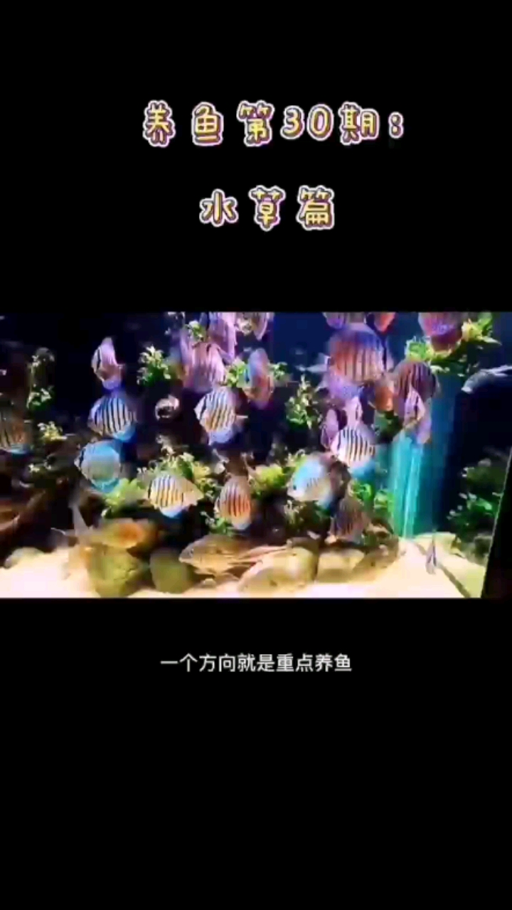 樂山觀賞魚市場養(yǎng)魚之水草篇