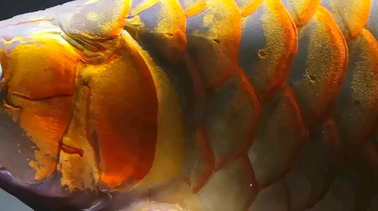 臨滄水族館龍擺尾