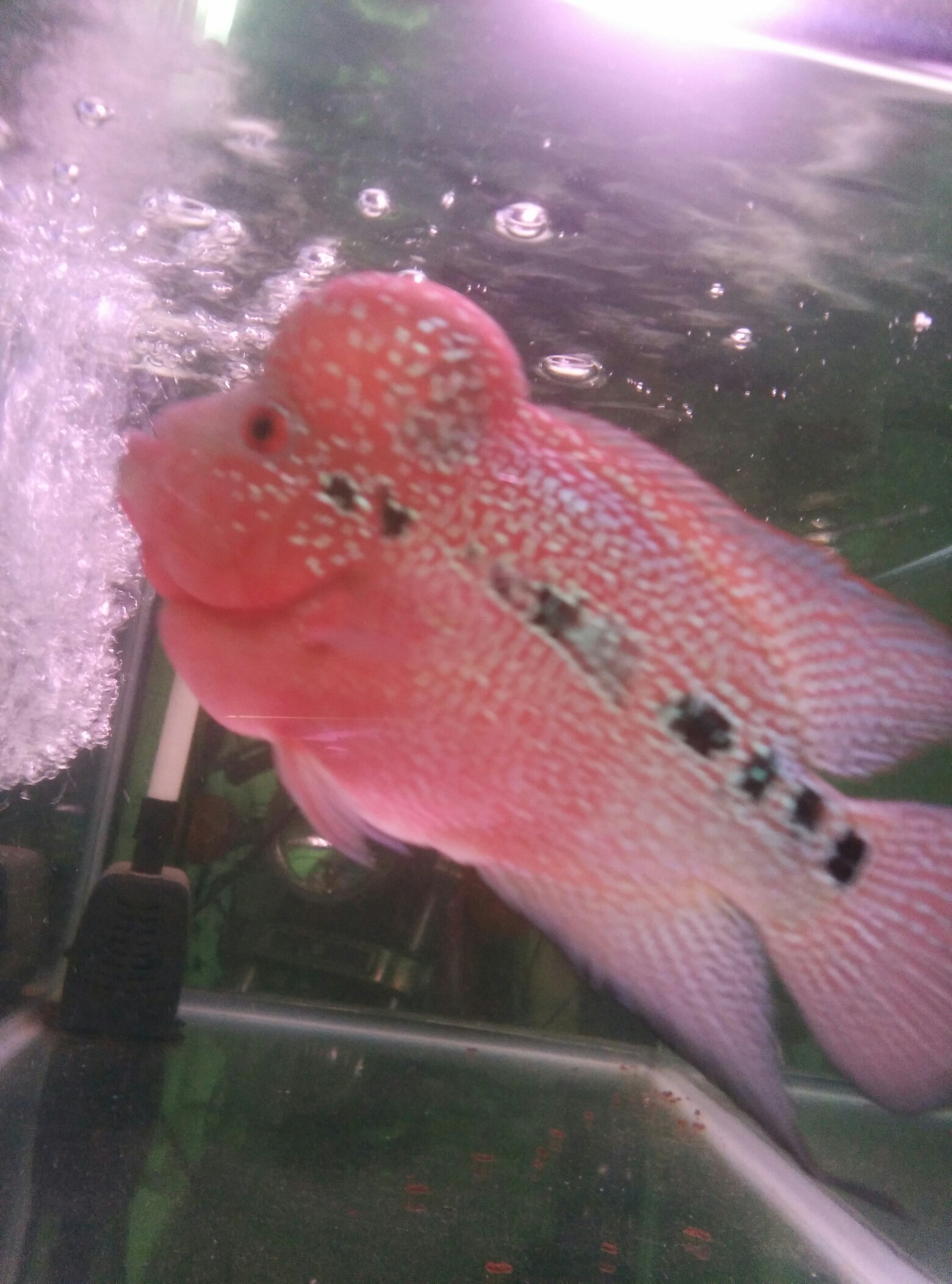 羅漢:廣東魚友圈:龍巔魚鄰 黃金河虎魚 第3張