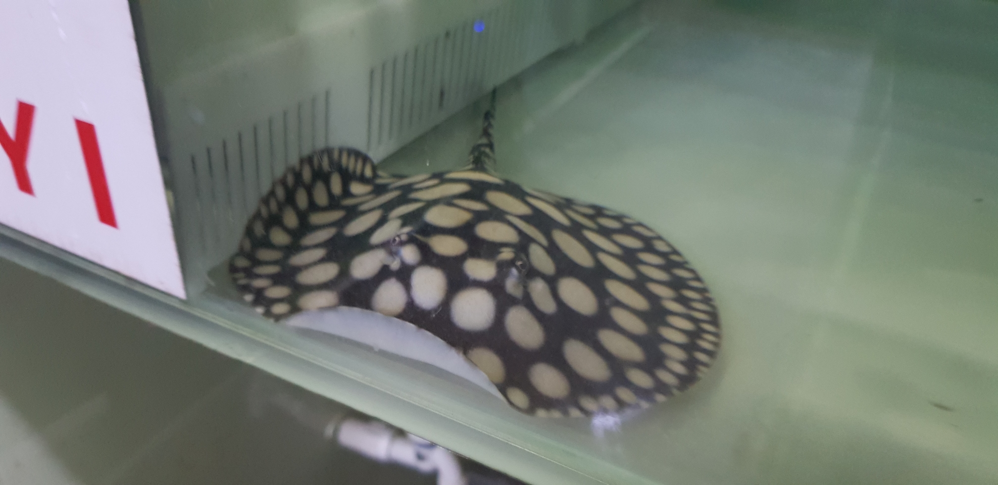 邯鄲水族館日常清潔 魚缸水泵 第6張