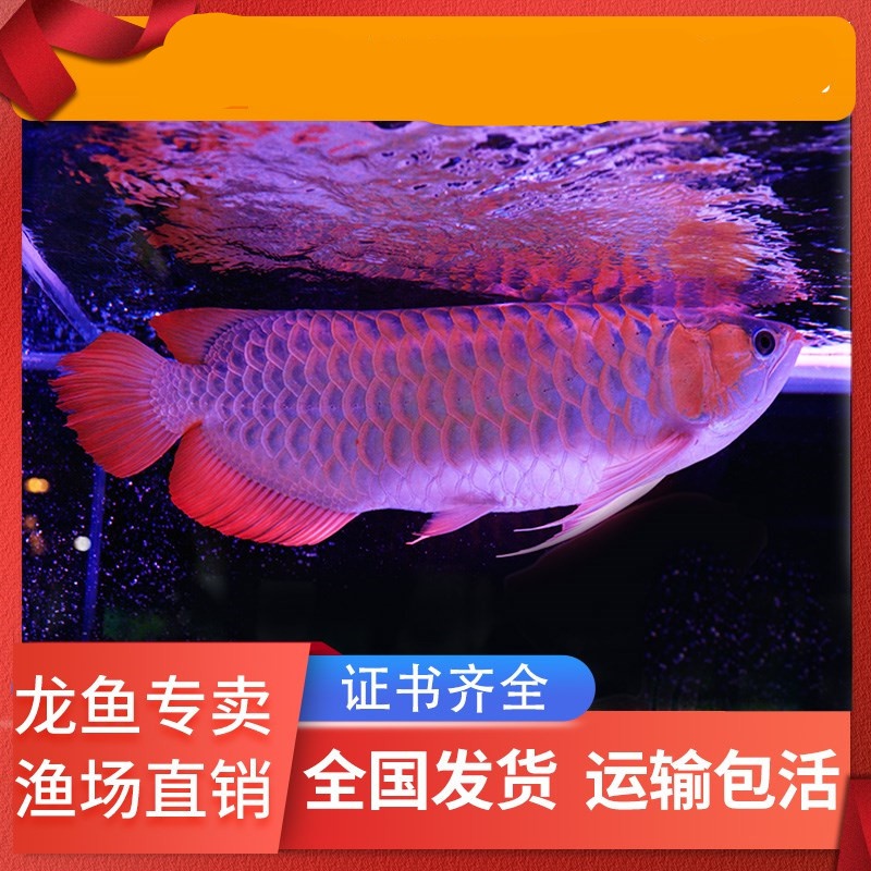 邯鄲水族館日常清潔 魚缸水泵 第9張