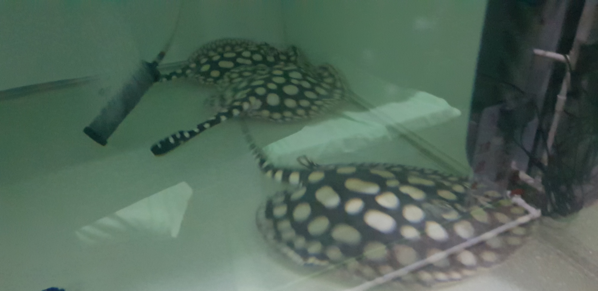 邯鄲水族館日常清潔 魚缸水泵 第8張