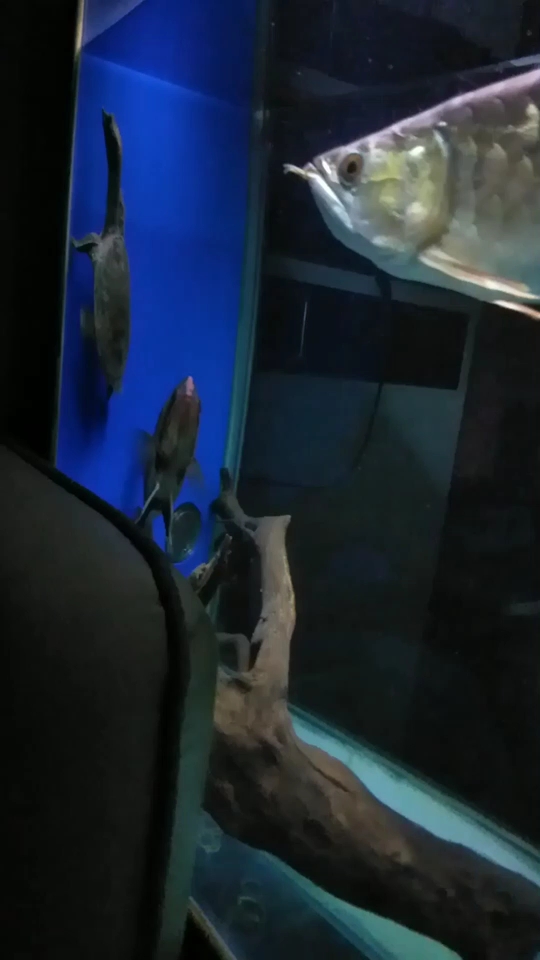 上饒水族館胖虎肥龍