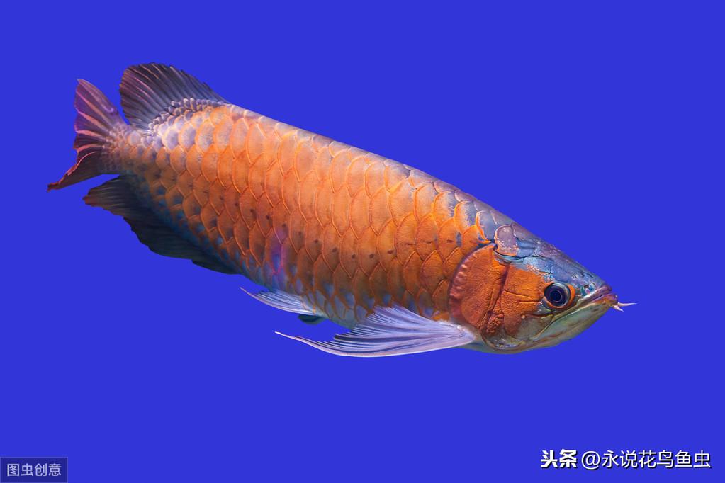 印尼紅龍魚怎么養(yǎng)