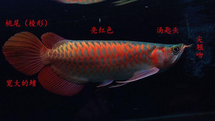 印尼加里曼丹紅龍價格 祥龍魚場