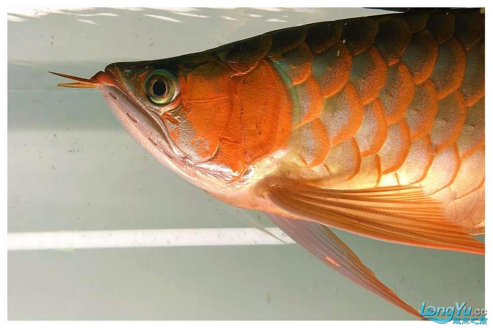 正宗綠皮紅龍魚幼魚 祥龍魚場 第1張