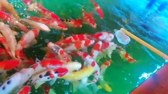 陽江水族館肥肥搶食洪龍閣圈