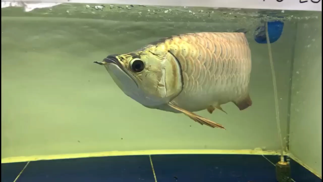 溫州水族館一條長(zhǎng)著紅龍身型的金龍 青龍魚