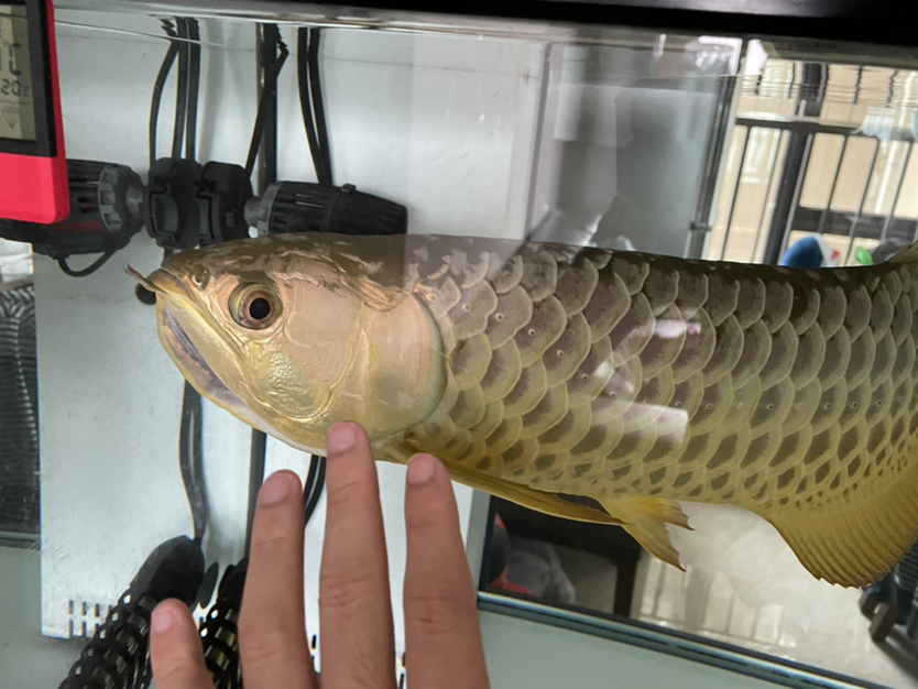 鹽城水族館:一大早你那么兇干嘛 祥龍赫舞紅龍魚