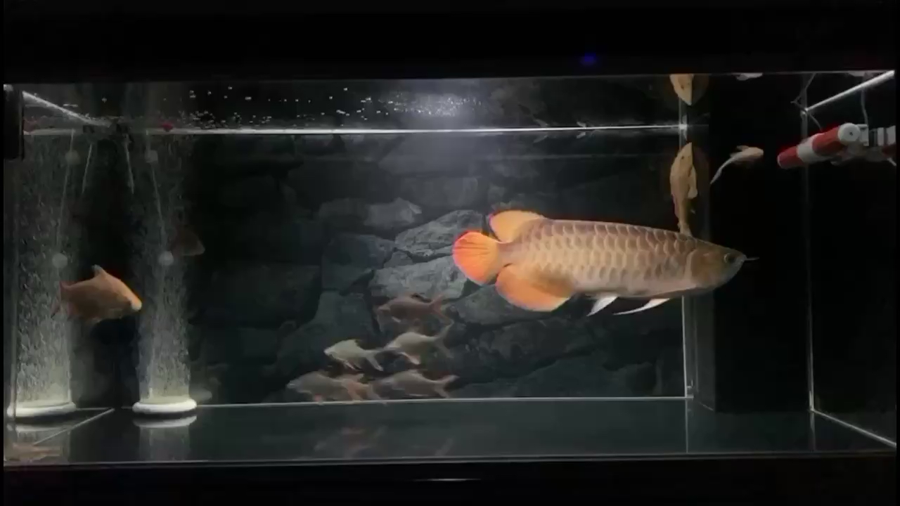 果洛藏族自治州水族館:九龍鯽 B級過背金龍魚