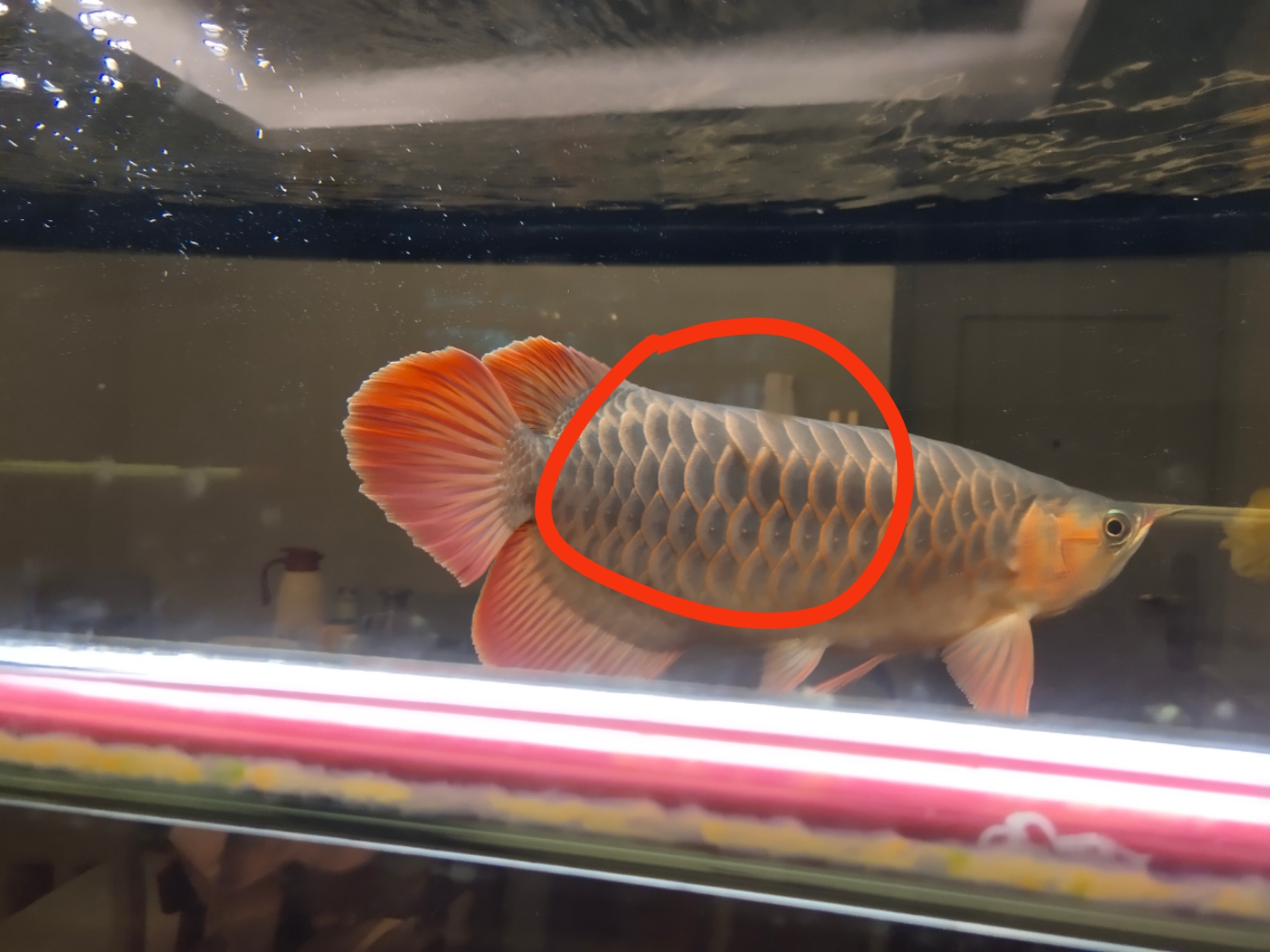 汕頭水族館:小家伙外寄了 B級過背金龍魚 第7張