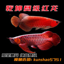 黃南藏族自治州水族館:草缸 新加坡號半紅龍魚（練手級紅龍魚） 第6張