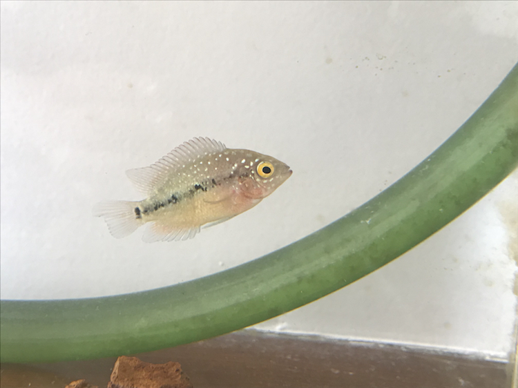 邢臺水族館:腸炎的原因 新加坡號半紅龍魚（練手級紅龍魚） 第3張