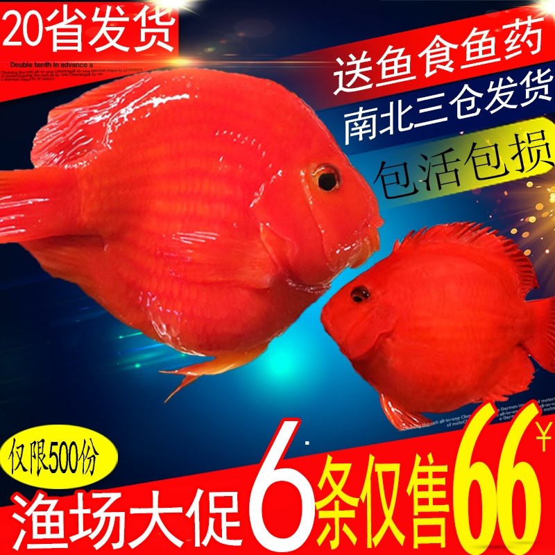 遼源水族館:濾材使用壽命是多久那 熱帶魚魚苗批發(fā) 第2張