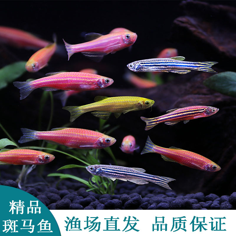 第五天 熱帶魚魚苗批發(fā) 第3張