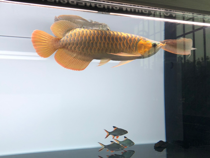 鯉魚的壽命:鯉魚壽命最長的有多長 大湖紅龍魚 第3張