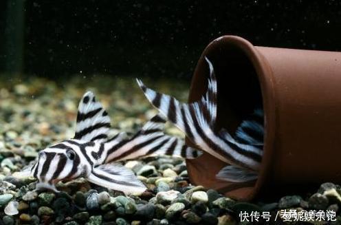 福州水族批發(fā)市場:記錄一下我的微型缸 觀賞魚水族批發(fā)市場 第10張