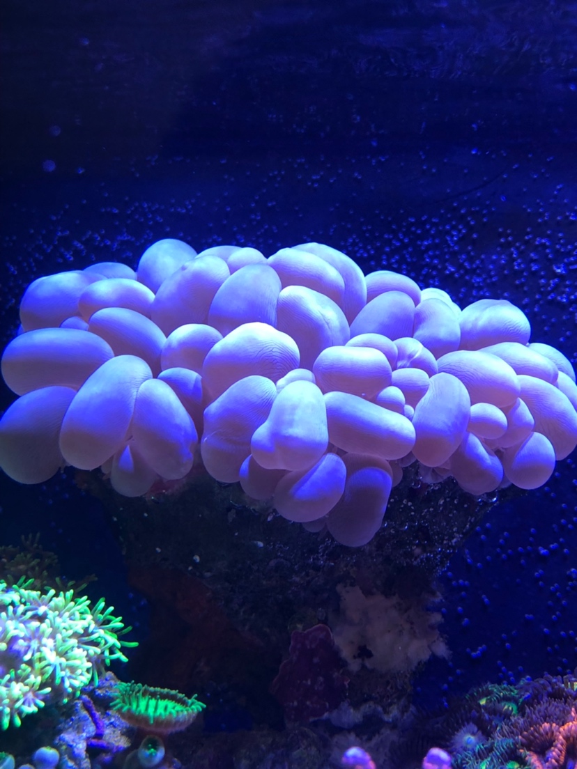 福州水族批發(fā)市場:記錄一下我的微型缸 觀賞魚水族批發(fā)市場 第7張