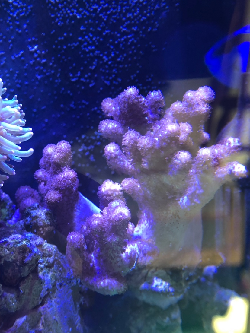 福州水族批發(fā)市場:記錄一下我的微型缸 觀賞魚水族批發(fā)市場 第9張