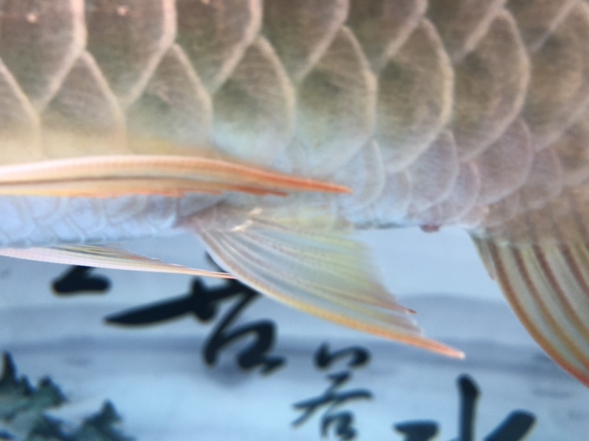 駐馬店水族館:龍魚(yú)脫肛 魚(yú)糧魚(yú)藥